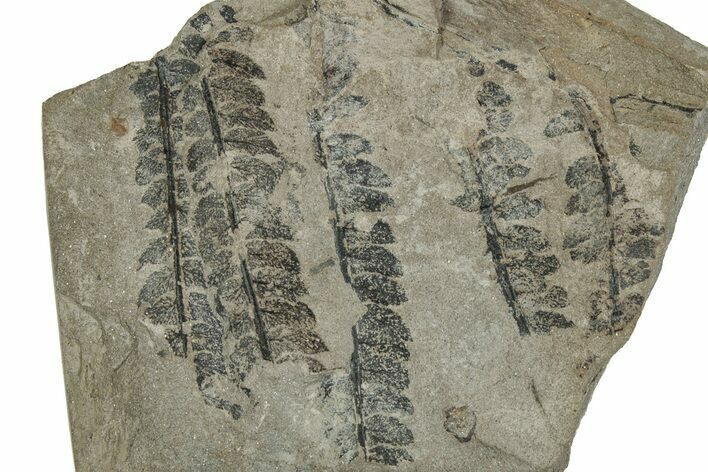 Jurassic Fossil Fern (Cladophlebis) Plate - England #242153